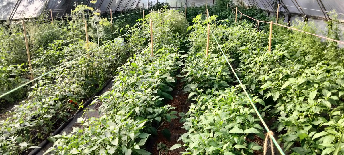 One of three greenhouses. That's a lot of jalapenos. 
Father Son Peppers