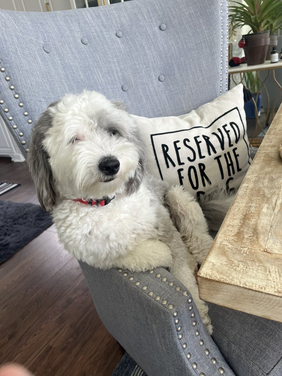 InsightAC's tweet image. Someone turn my dog into a meme… 

This shit isn’t “dog like” bro😂😂😂