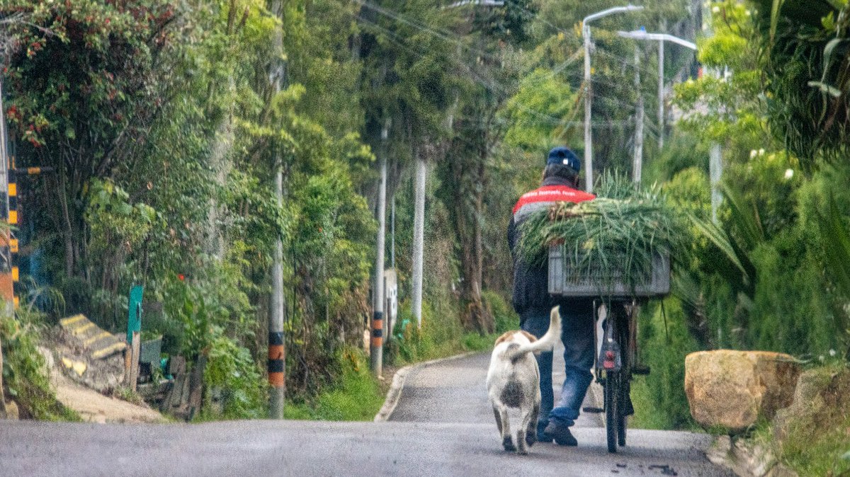 VIVE TENJO 
Una característica de nuestro municipio es su gente trabajadora, quienes día a día dan lo mejor y esta linda fotografía tomada en el camellón Los Pinos de la vereda Chincé, lo demuestra.