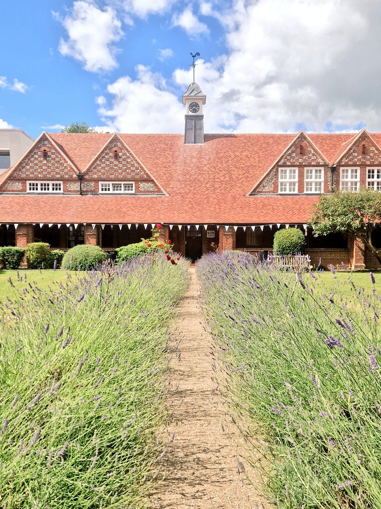 Borlase's tweet photo. Where has the path gone? Blooming lavender in Cloisters.
Bring on the 🐝🐝🐝.
Borlase 🍯 anyone? https://t.co/D7WNZT8LIr