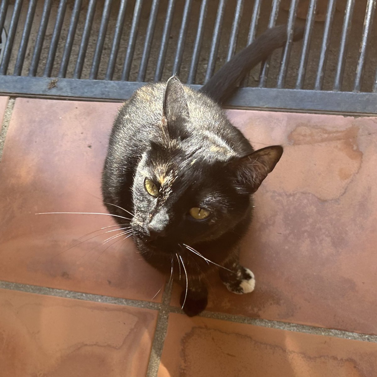 RealLifeCats1's tweet photo. 🖤 M E L 🖤
.
.
.
#gatitos #gatos #cats #catsofinstagram #cat #catstagram #gato #gatosdeinstagram #kitten #santcugat #kittens #gatacarey #instacats #instacat #catlover #gatitosbebes #love #catoftheday #animals #pets #cats_of_world #nocompresadopta #reallifecats #cute #lovecats https://t.co/mjBFfk1vxp