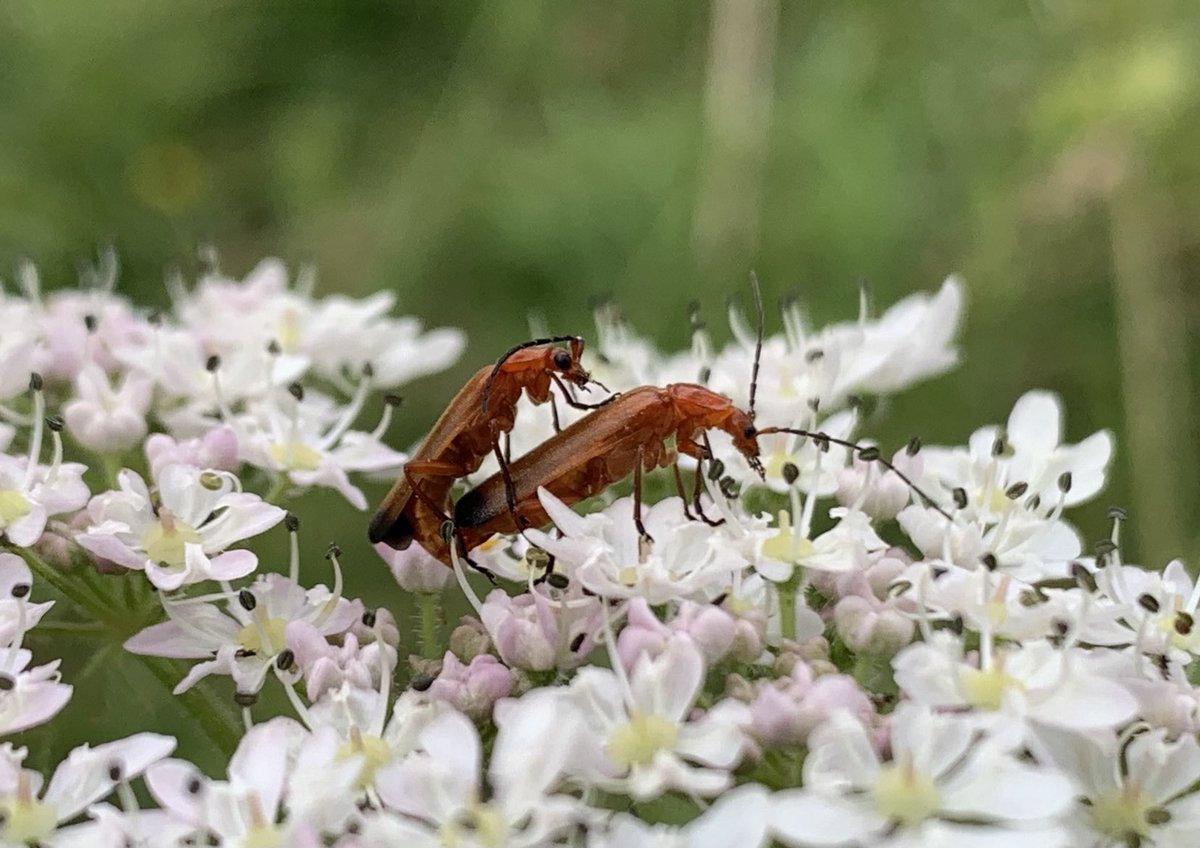 Hogweed bonking beetles #doeswhatitsaysonthetin ⁦<a href="/Buzz_dont_tweet/">Buglife</a>⁩