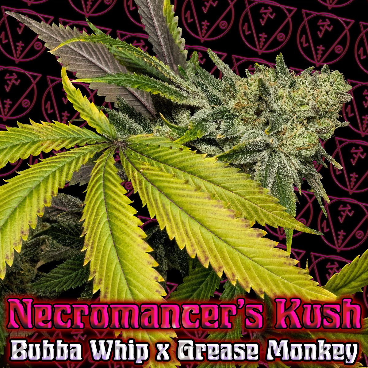 DirtyBirdSeeds's tweet photo. Dirty Bird Genetics - Necromancer’s Kush 🧙‍♂️
🌱Bubba Whip x Grease Monkey fem photo
Tester Now Available @N_A_S_C_ 

Nothing for sale on social media. https://t.co/XpLszGFgva