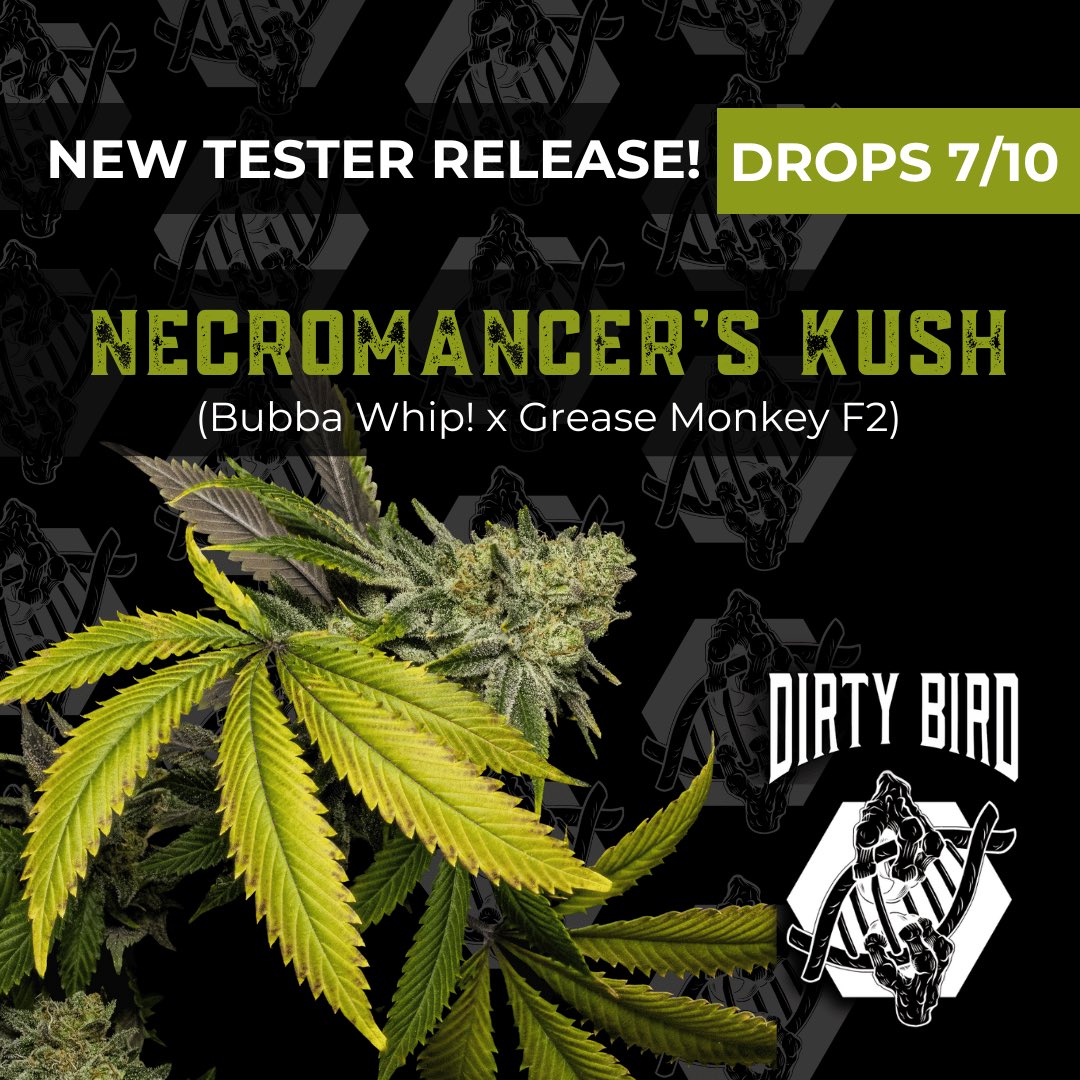 DirtyBirdSeeds's tweet photo. Dirty Bird Genetics - Necromancer’s Kush 🧙‍♂️
🌱Bubba Whip x Grease Monkey fem photo
Tester Now Available @N_A_S_C_ 

Nothing for sale on social media. https://t.co/XpLszGFgva