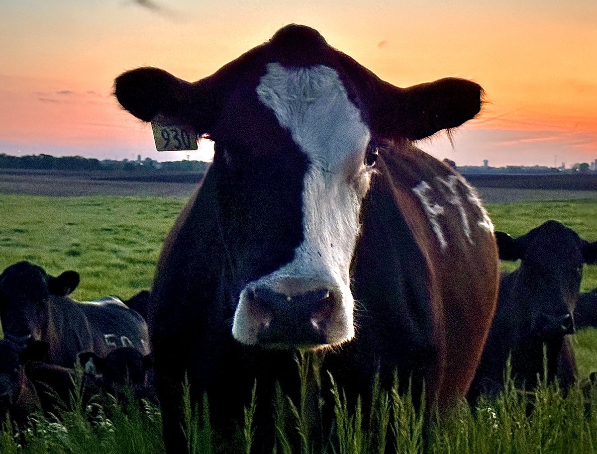 Dustin Fouch tweet media