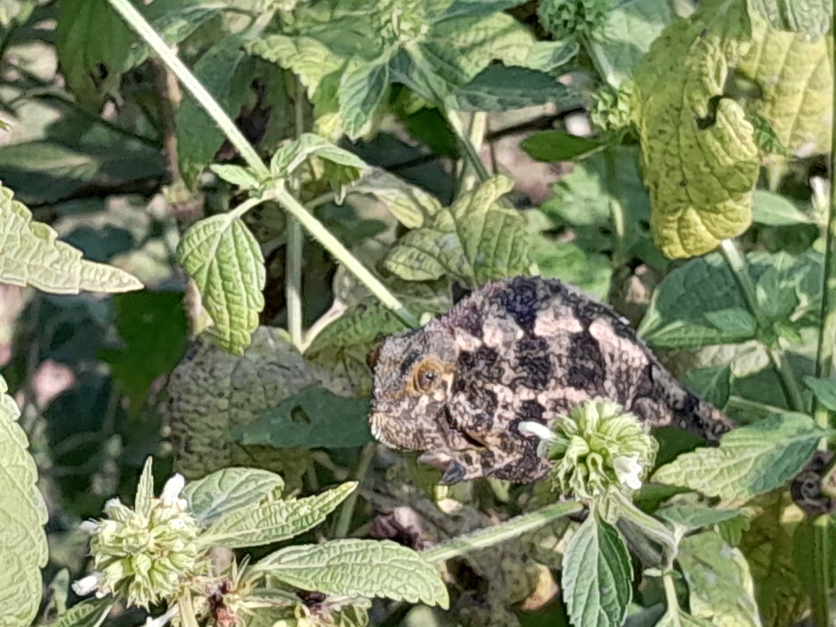 LauraKmoch's tweet photo. @BIZIMANAEric1 Its been much sunnier today, and we even met this friendly fellow! https://t.co/gULs3qRRwq