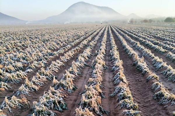 Neo_skhandisa's tweet photo. Prayers for all the Farmers around South Africa 🇿🇦 who have been affected by the wild Veld Fires🔥 as well as all the Farmers who have been affected by Black Frost.

May God be with them all.🙏🏾🥺 https://t.co/6GmrVvLOEL