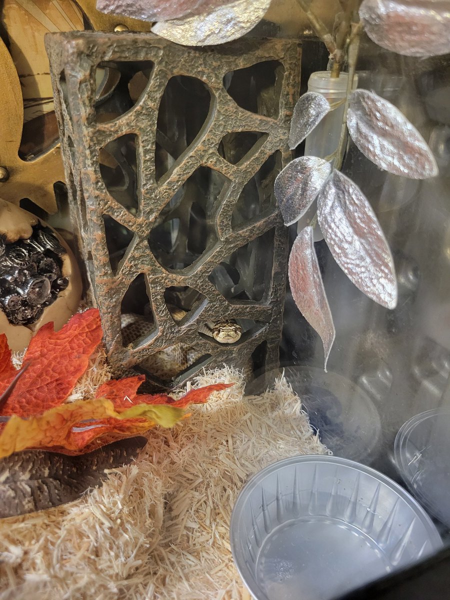 deadlegato's tweet image. He cute. #hognose