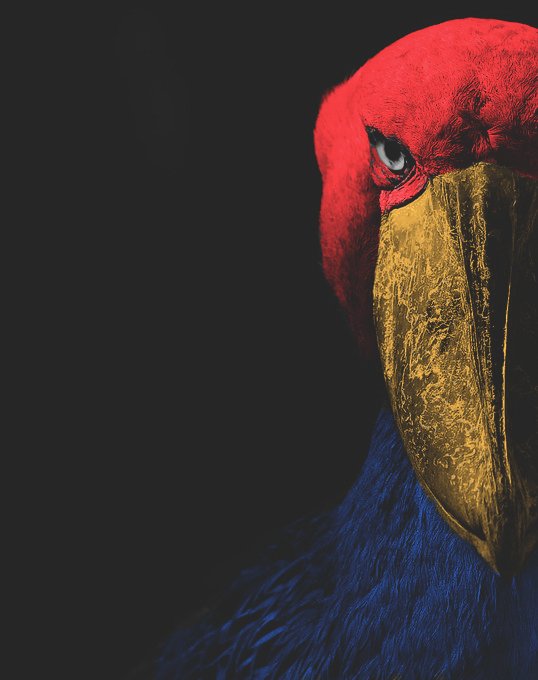 sport_midwest's tweet photo. Jayhawk https://t.co/Y7ucs6qJ17