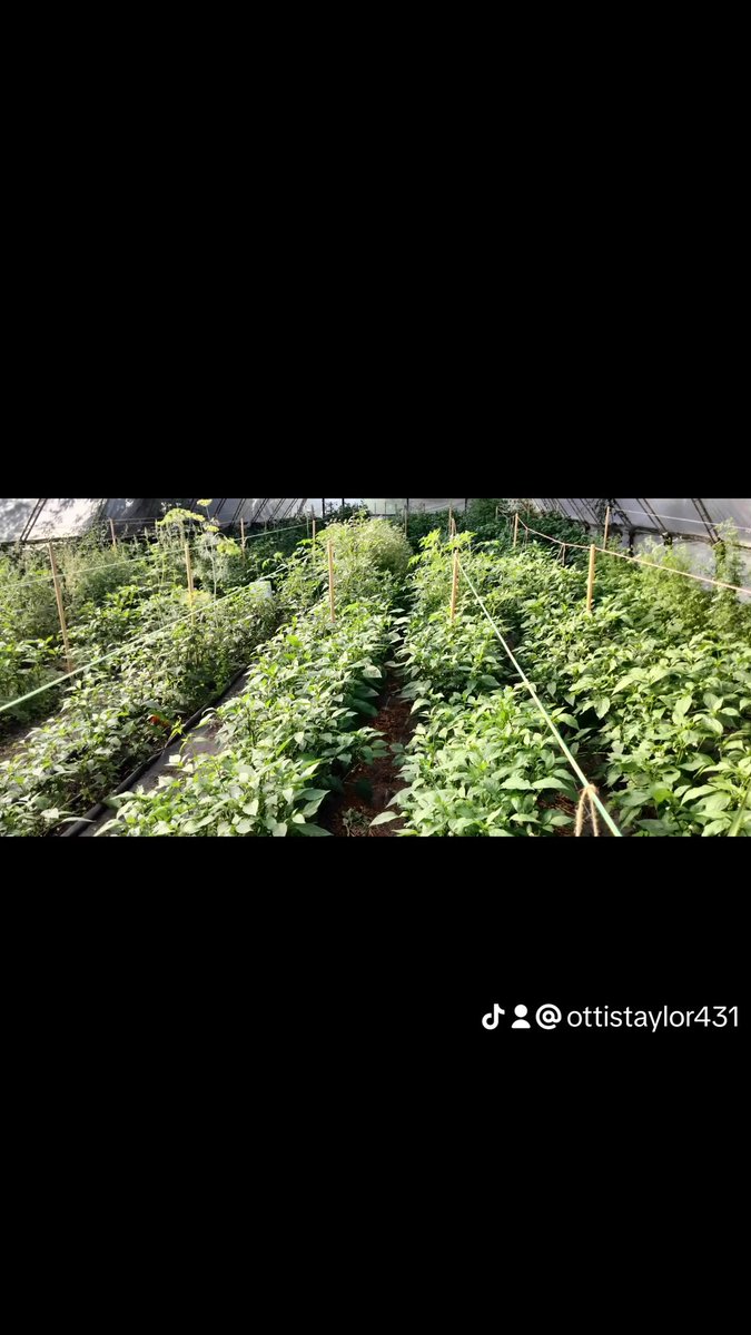 That's a lot of jalapenos. One of three greenhouses owned and operated by Father Son Peppers in Khmelnytskyi Oblast Ukraine. We are your source of organic jalapenos.