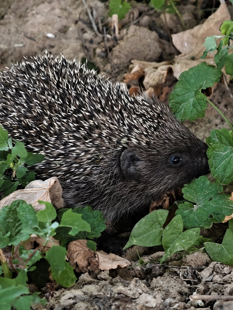 ikalash_'s tweet photo. Vivo X100 Ultra hedgehog 🦔 snaps https://t.co/iqRzHxxwVd