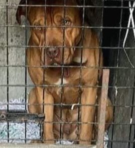 SilviaMylo's tweet photo. Se está diciendo por ahí que están adoptados y no es cierto 😢💔
La chica que los difunde le pidió a otra que lo pusiera porque la llamó un tipo que quería al perro para peleas así que como no es un perro entrenado sería para sparring 😞
Hay una posible acogida pero pide que le pasen la comida y habría que hacerle una visita
Por favor os pido ayuda para los dos juntos el perro se va a morir de pena mirarle esos ojos que te rompen el alma 💔 😢
El gato imagino que lo mismo
No pueden ir por separado ni caer en malas manos y son mayoría por desgracia 💔
Los han abandonado pero qué vida han tenido tan míserable? Quien hace esto no puede ser buena persona 😢
Ayuda por favor, necesitan un milagro 🙏
Gran Canaria
+34 675 75 35 94
🙏🆘📢📢📢📢📢📢📢