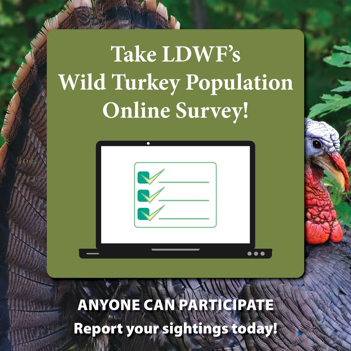 Help support  #turkey conservation by reporting all wild turkey sightings through our online Wild Turkey Population Survey found here: lnkd.in/gnN9BqAc

The data obtained provides important information with regard to #wildturkey reproduction and recruitment!