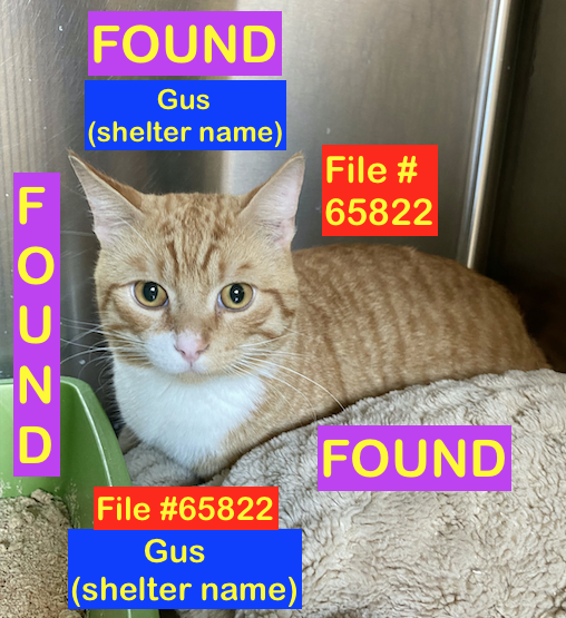 Orange &amp; White Cat FOUND in Agnes Davidson SOUTH area with No Identification. File #65822. To claim,call Shelter ASAP 403-320-4099 to make an appointment. Bring Proof of Ownership. Please RT facebook.com/photo/?fbid=88… #yql