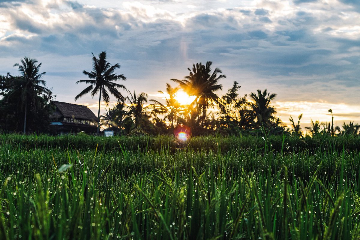 lancingtravel's tweet photo. Bali Beach and Ubud - Saving £220 per person

7 nights Bali Beach and Ubud from £1,169 per person🌴
⭐Saving £220 per person
🗓Travel between: 4 March 2025
🔹Free Ubud Arts &amp; Crafts excursion if you book ret.....

 - View Further Details :: https://t.co/KswcxuzeZn https://t.co/ddo7Z1sMKM