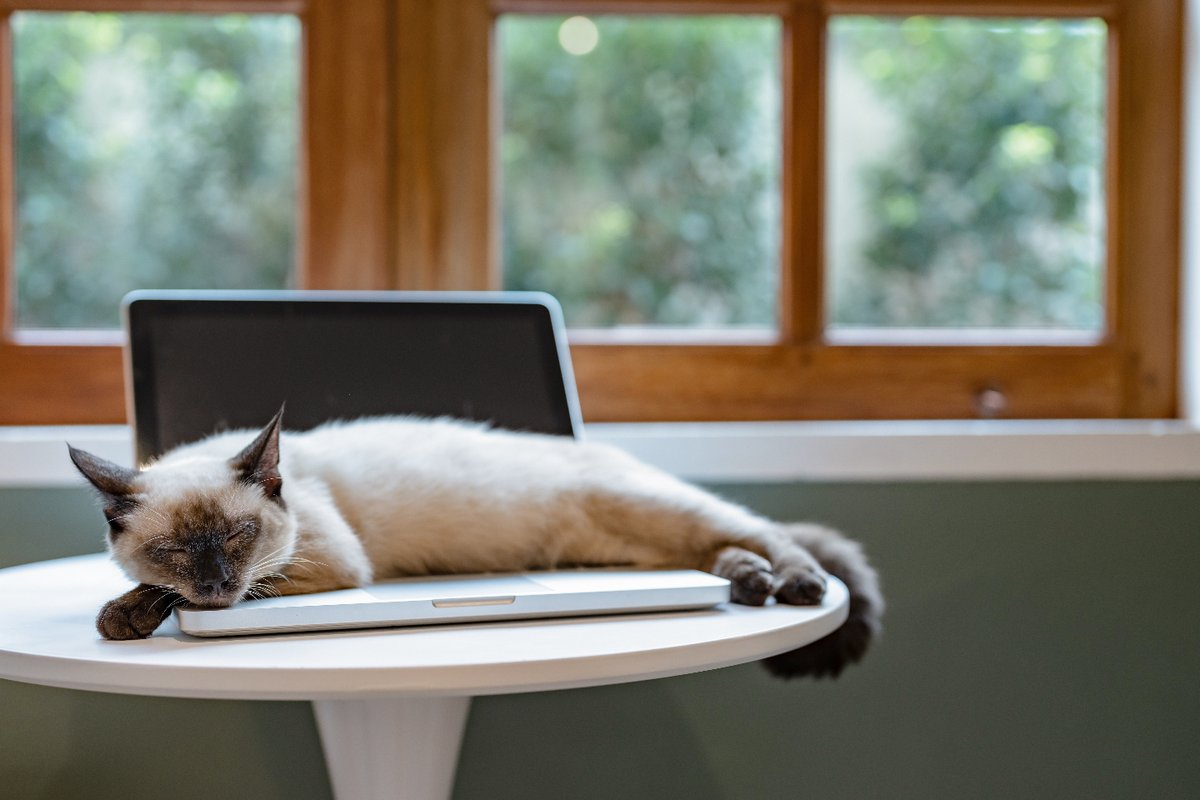 *Signs off work email with* 
"The cat has taken over the keyboard. Please excuse any typos." 💻😸 💤