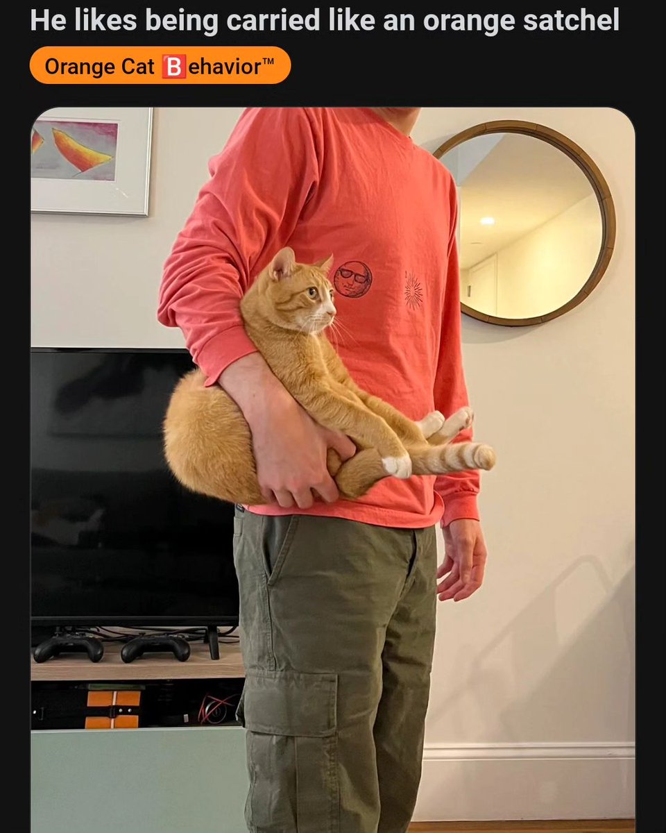 Punch Cat tweet media
