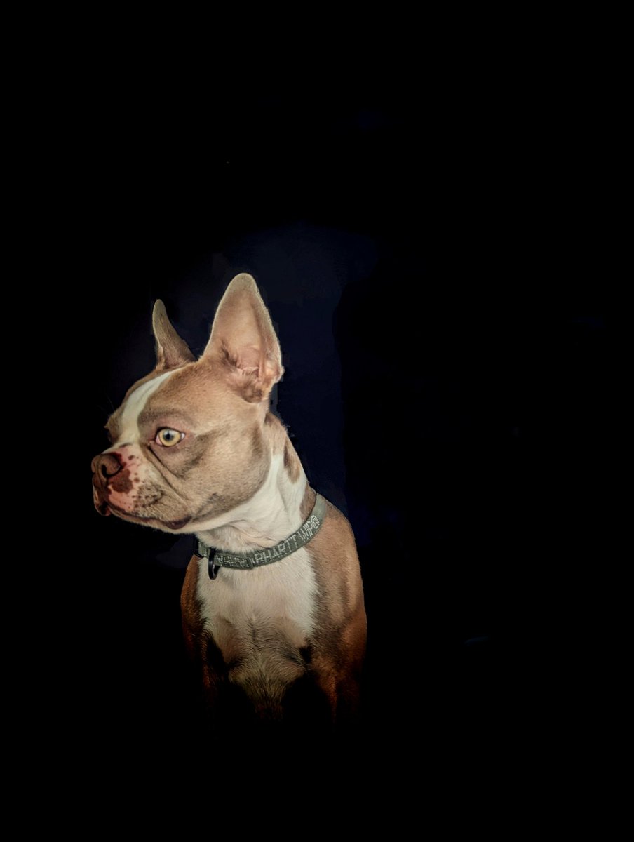 Glasgowbud1965's tweet photo. Harvie ...a portrait
#ThephotoHour #Phonepic #Phoneedit #Glasgow #BostonTerrier https://t.co/XpGy56q0pN