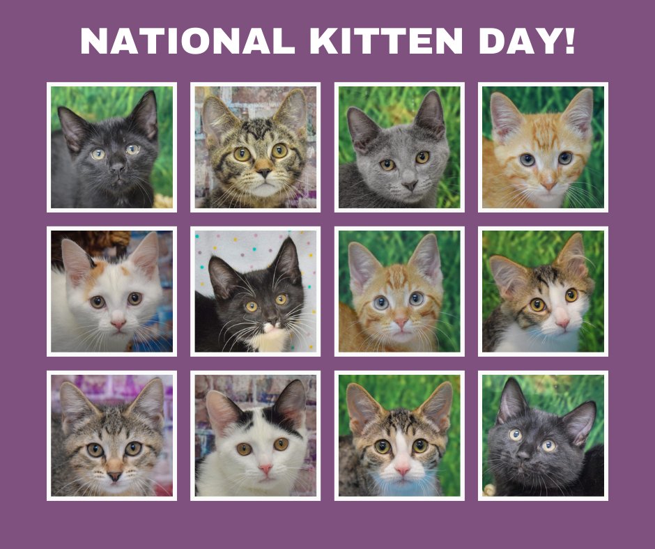 Animal House Shelter tweet media