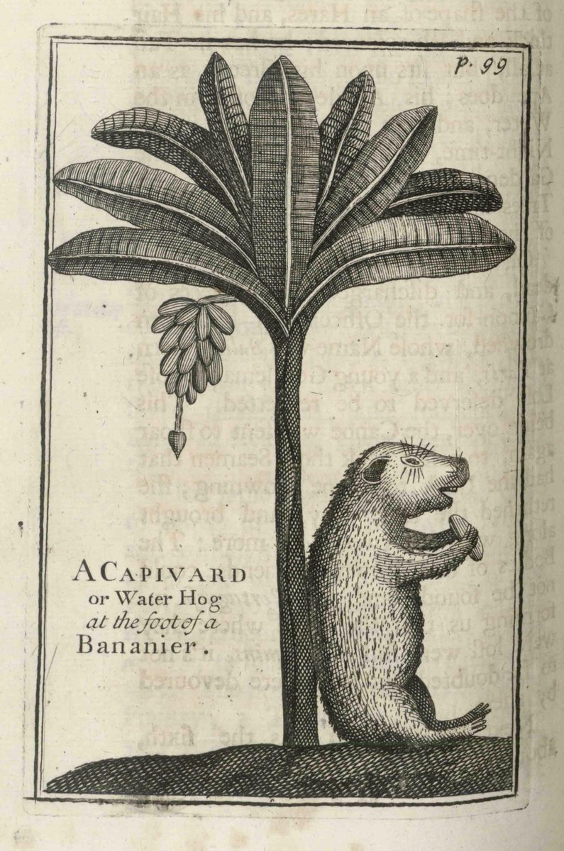 Art History Animalia tweet media