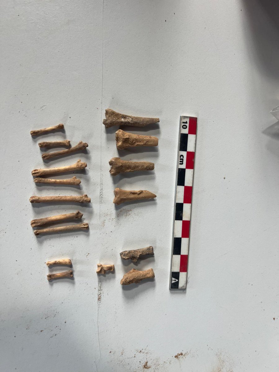 arqueologia_ub's tweet photo. Msterclaas de primer nivell d'arqueozoologia urbana amb l'alumnat de pràctiques al Born, impartida per Jordi Nadal i Arnau Brossa @ElBornCCM https://t.co/SCoLv4cs7F