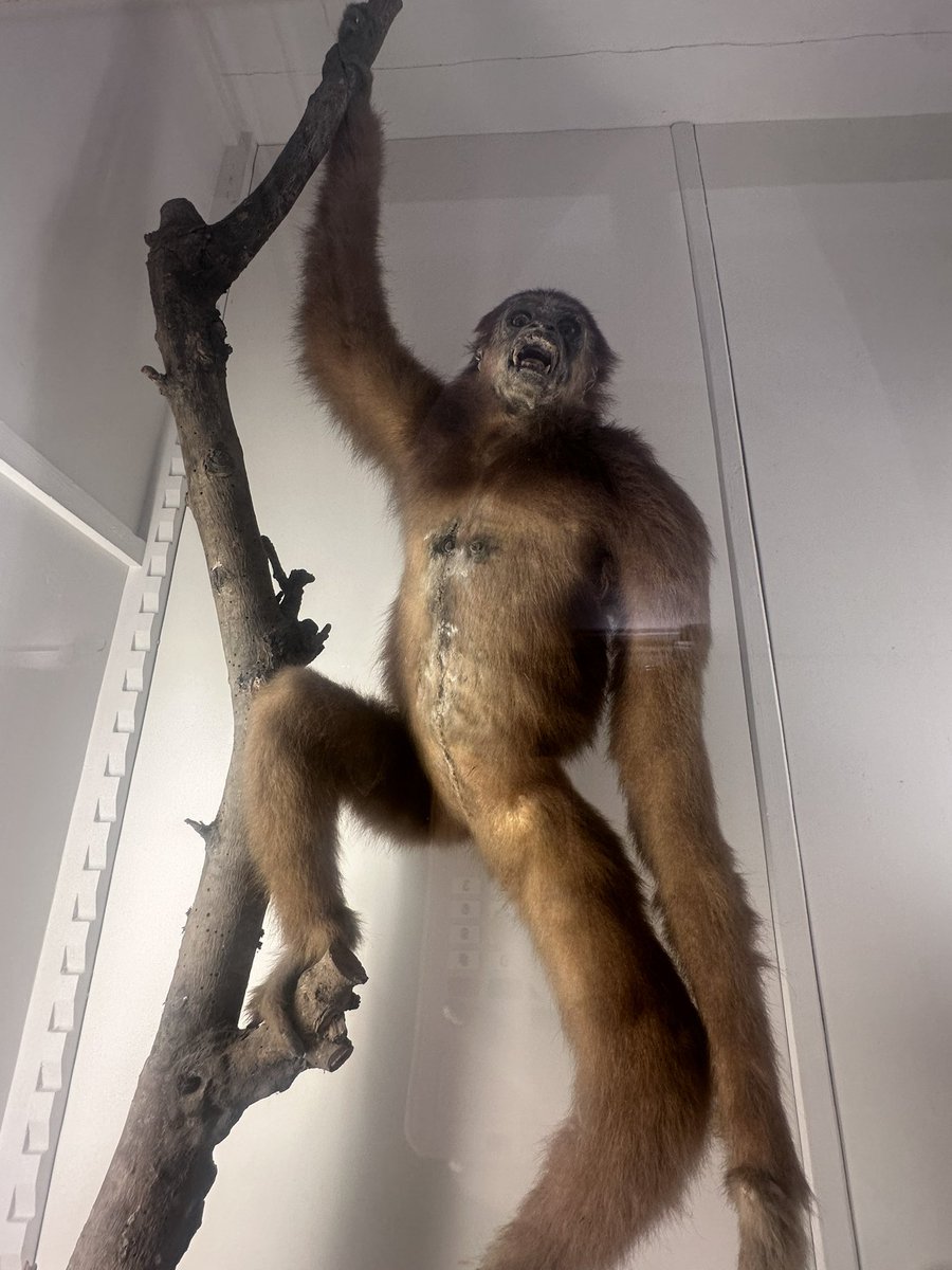 leanda1978's tweet photo. @badtaxidermy this didn’t hurt….this didn’t hurt at all 😱 https://t.co/6BqZhVgki4
