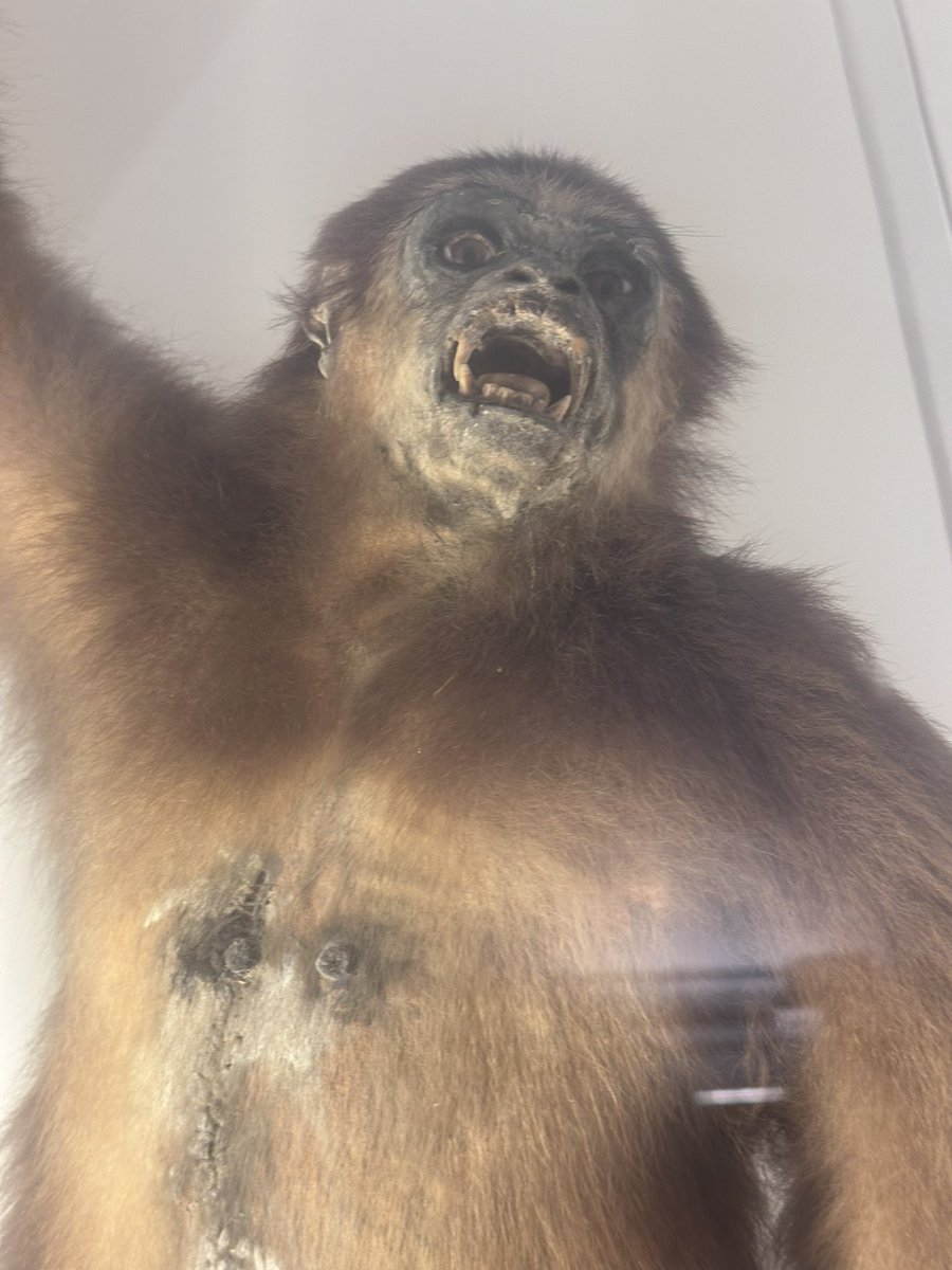 leanda1978's tweet photo. @badtaxidermy this didn’t hurt….this didn’t hurt at all 😱 https://t.co/6BqZhVgki4