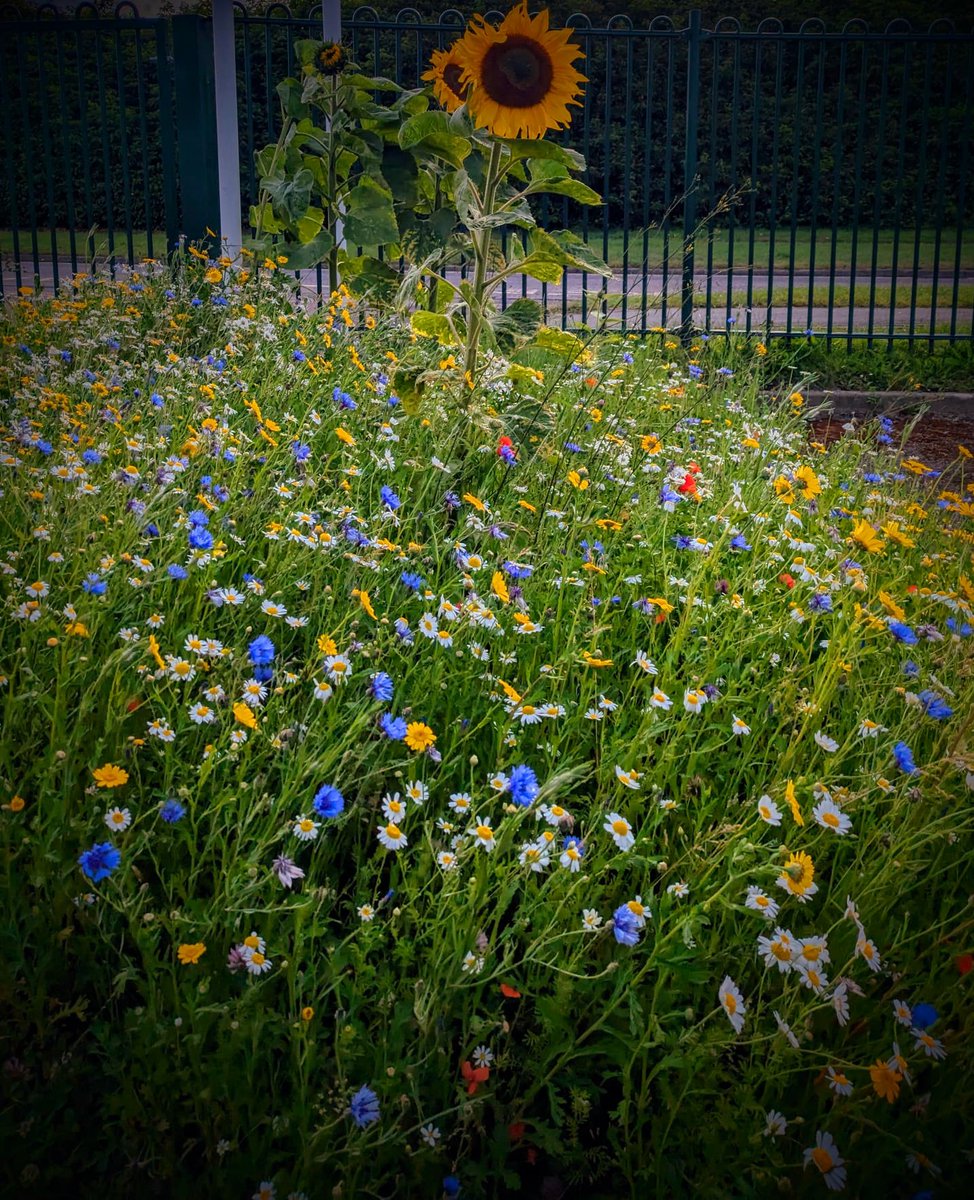 Summer in bloom at Waterfield Primary School. Thank you to Mr Cummings for his hard work in nurturing and maintaining areas of the school such as this. A sea of colour!