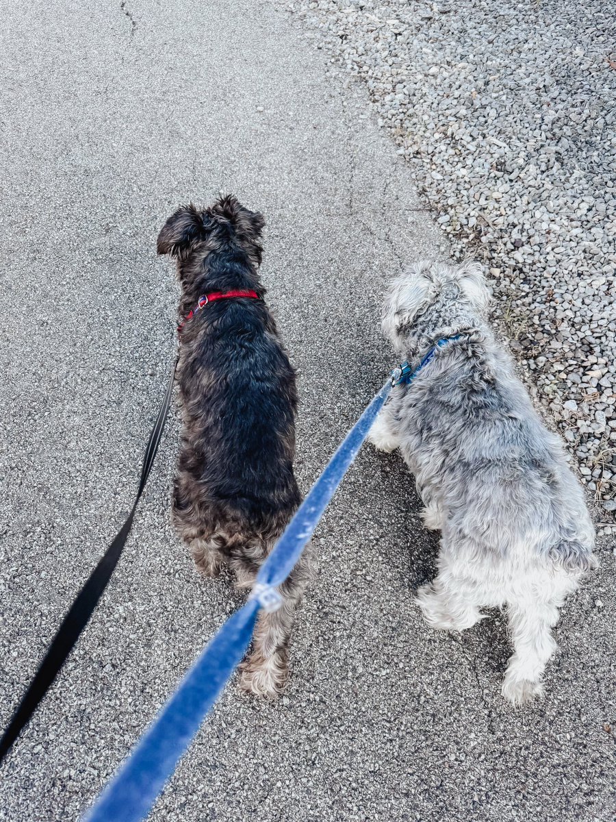 sleeeepyb's tweet photo. fun new game: every time you have to clean up after your dog, look for a few pieces of trash to put into the bag as well. if you usually walk the same route, it will be cleaner for your future walks- and your local neighbors and wildlife will be happier😊 https://t.co/uviqdsHsTg
