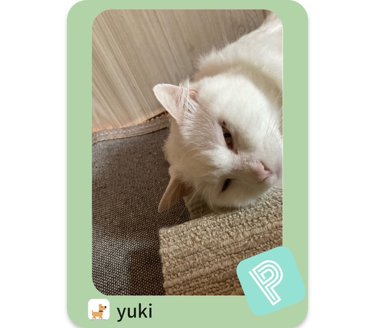 暑さのせいでしょうか？
呼んでも動かす薄目を開けて生きてるアピールするゆき

#猫のいる暮らし
#白ねこ
#ポイシャ