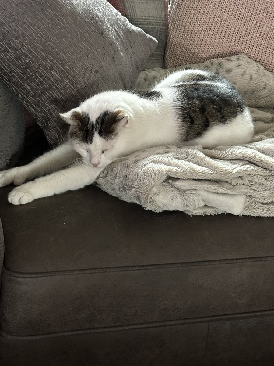 twochonks's tweet photo. Leonard is determined not to share his chair with anyone
#cats #CatsOnTwitter #CatsOnX #fineboi https://t.co/5g3vaMA3VR