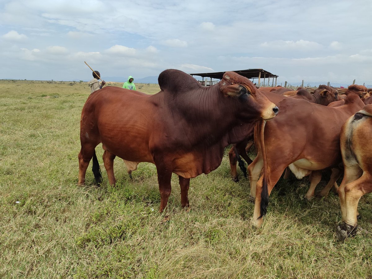 Dr. Kibet, Vet tweet media