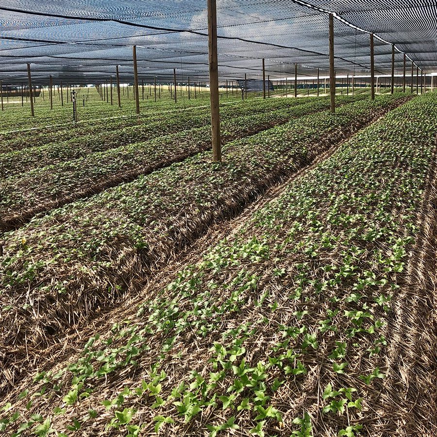 For control of Phytophthora root rot and foliar blight in #gingseng, make foliar applications of Presidio on a 7-10 day schedule when conditions are favourable (but prior to disease development). bit.ly/3pu3vok