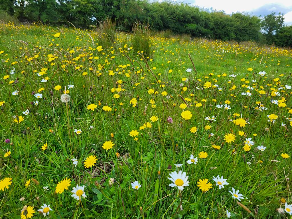 Lovely visit to <a href="/gleannbuifarm/">Gleann Buí Farm</a> today, thank you <a href="/morsinead/">Sinead Moran</a> for showing me around, an incredible dairy system that's working with nature