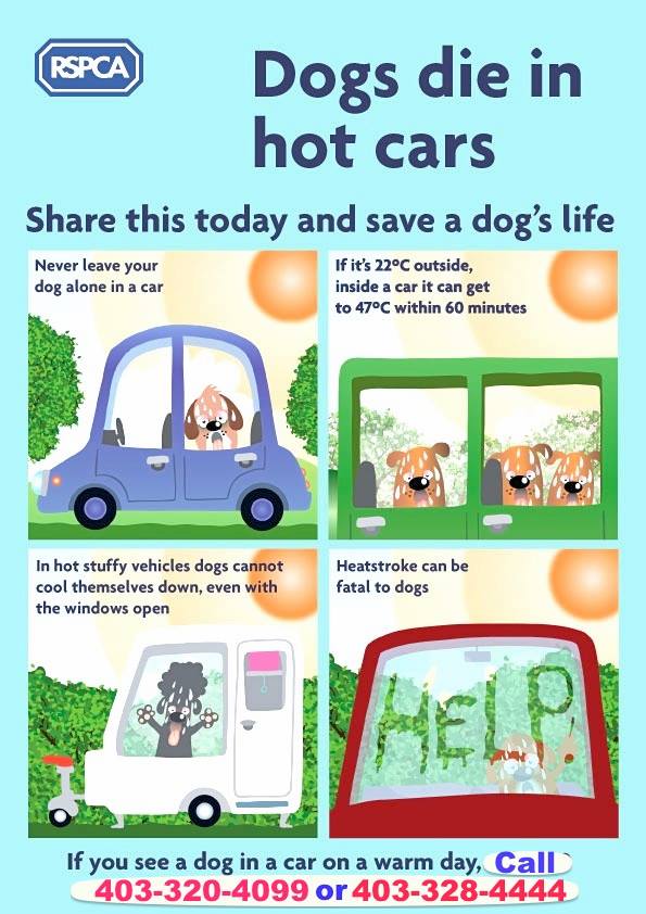 PET SAFETY in HOT WEATHER⚠️Animals in distress can be called in to LethShelter:403-320-4099 or LethPolice:403-328-4444. Also,when taking Pets for walks, take Water, &amp; Walk early in morning or late evening #NoHotPets 🚫🐕🚗☀️#petsafety
