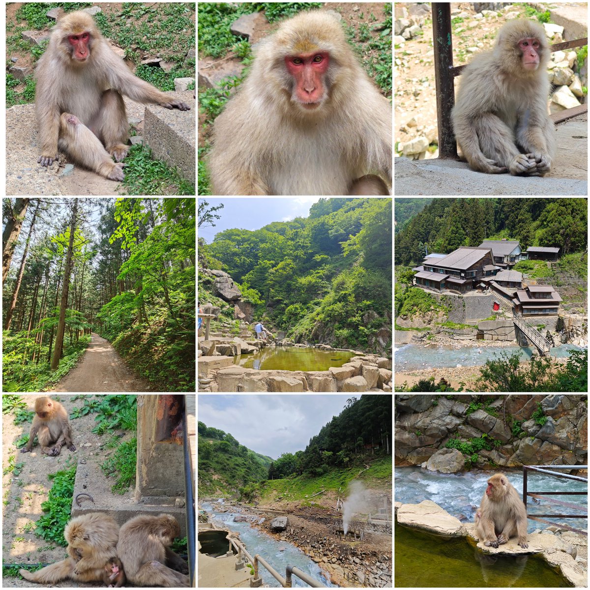 viajerosalblog's tweet photo. 🗾🇯🇵 #Japón #ViajerosAJapón5 #VisitJapan. Día 9: Visitamos a los 🐒#macacos japoneses en #SnowMonkeyPark #Jigokudani. Una experiencia (aunque nada que ver con invierno claro). Finiquitamos #Nagano con el espectacular e imperdible #Templo #Zenkoji s.VII. Y 🚄#shinkansen a #Tokio. https://t.co/6hMoywnwmt