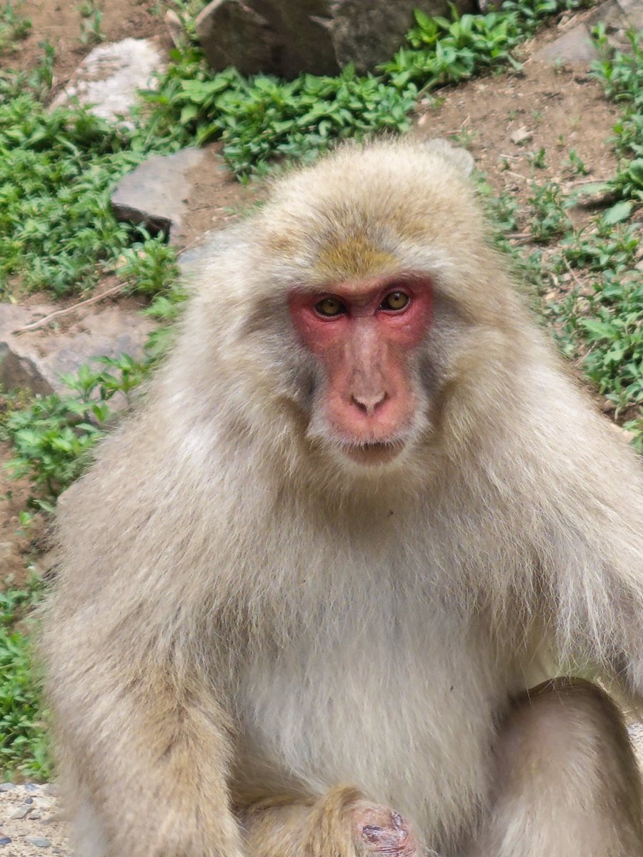 viajerosalblog's tweet photo. 🗾🇯🇵 #Japón #ViajerosAJapón5 #VisitJapan. Día 9: Visitamos a los 🐒#macacos japoneses en #SnowMonkeyPark #Jigokudani. Una experiencia (aunque nada que ver con invierno claro). Finiquitamos #Nagano con el espectacular e imperdible #Templo #Zenkoji s.VII. Y 🚄#shinkansen a #Tokio. https://t.co/6hMoywnwmt