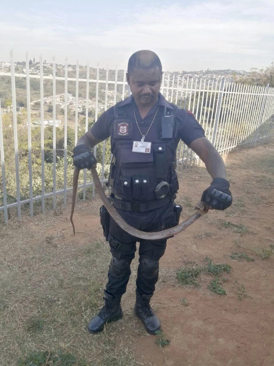 _ArriveAlive's tweet image. Mozambican spitting cobra attack dogs in Everest Heights  shorturl.at/Pg3Iw

#ArriveAlive #SnakeAttack @ReactionUnitSA
