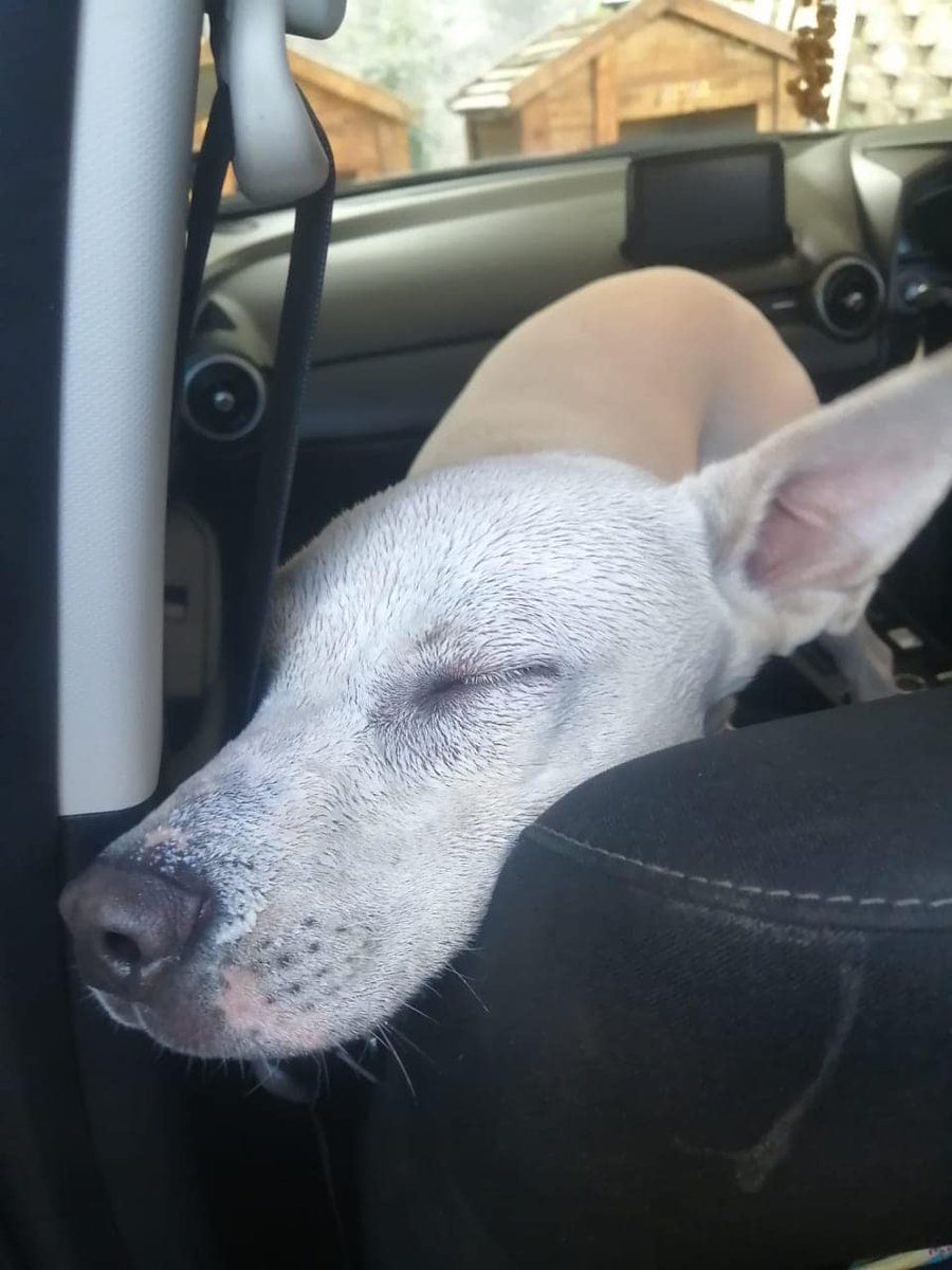 _ArriveAlive's tweet image. Mozambican spitting cobra attack dogs in Everest Heights  shorturl.at/Pg3Iw

#ArriveAlive #SnakeAttack @ReactionUnitSA
