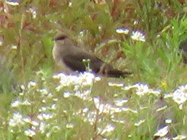Poor record shot of the Black-winged Pratincole that had the goodness to hang about on gods country side of the South Yorkshire/Nottinghamshire border this afternoon.