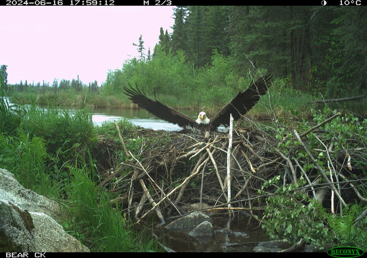 Next up on 'Lifestyles of the Feathered and Famous': Bald eagle uses beaver-built jacuzzi. Rubber ducky not included.

#beaver 🦫 #Eagle 🦅