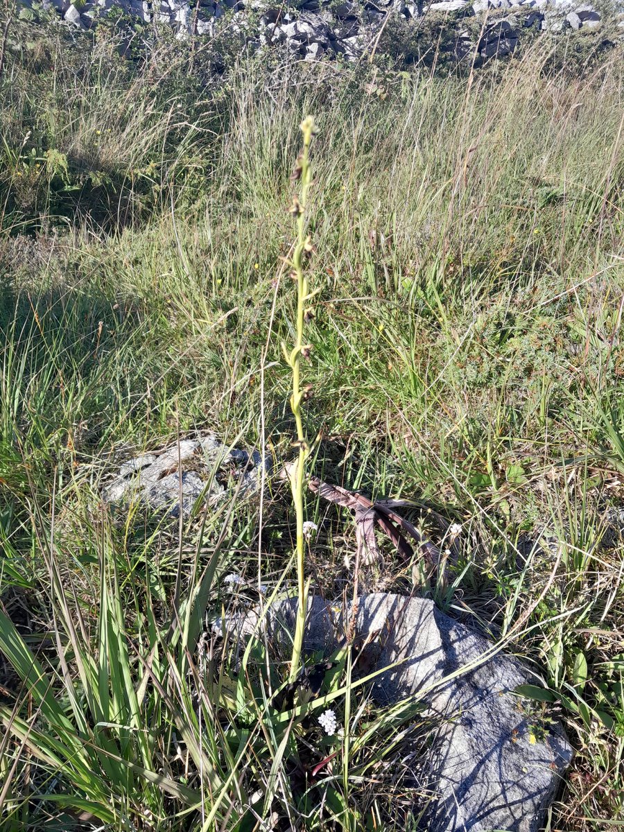 Wicklow Nature tweet media