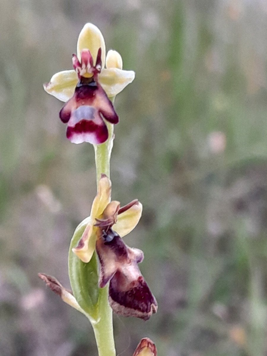 Wicklow Nature tweet media