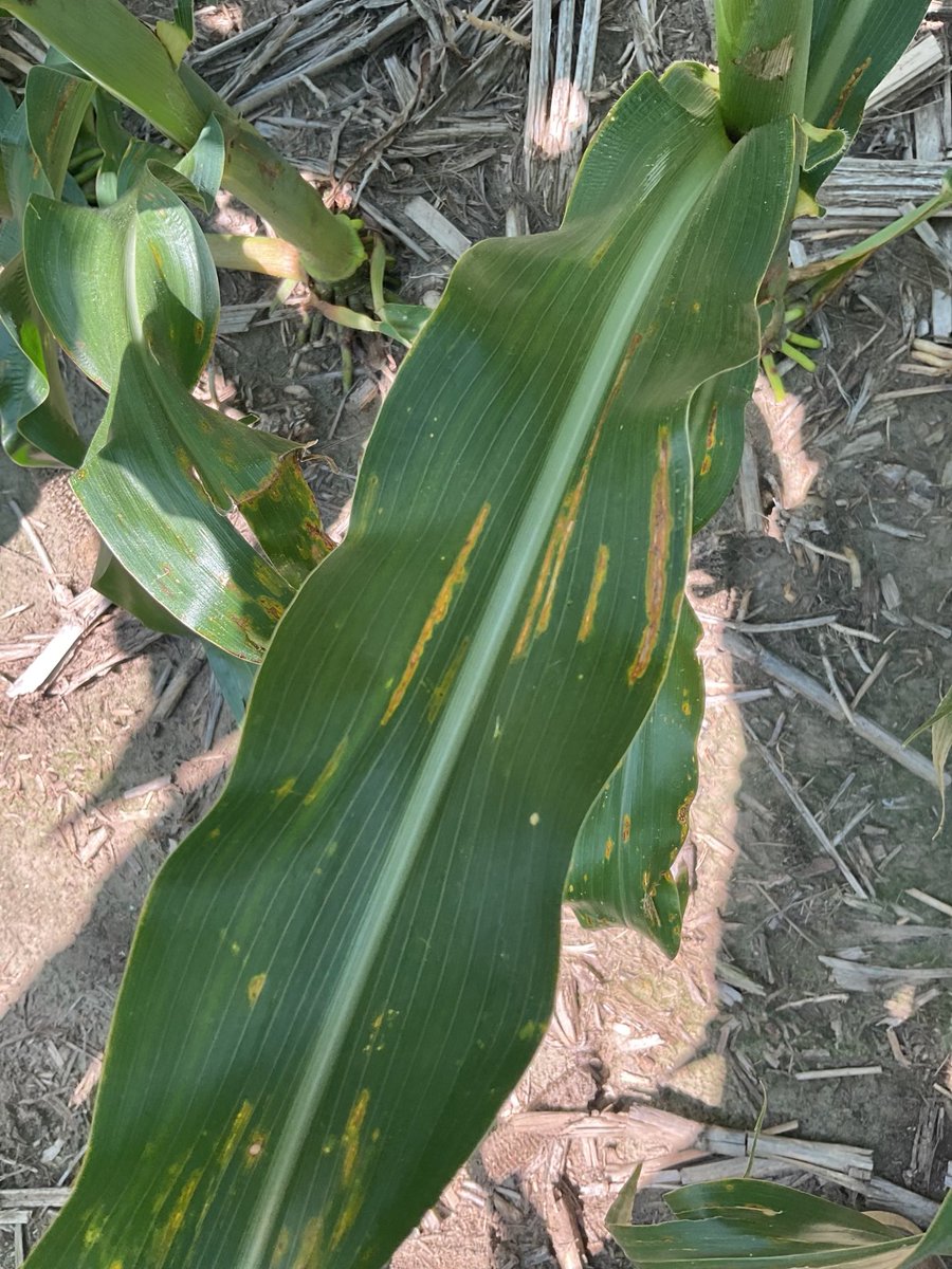Kaup_Seed's tweet photo. Scouts are starting to see some disease pressure across Cuming County. https://t.co/WXjqQOjcPs