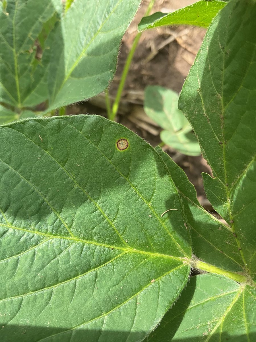 Kaup_Seed's tweet photo. Scouts are starting to see some disease pressure across Cuming County. https://t.co/WXjqQOjcPs