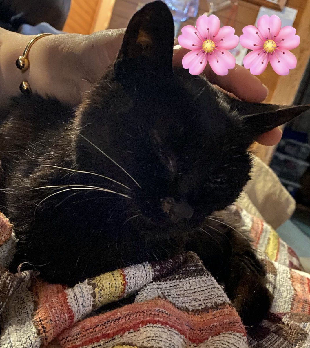 TamaEworld009's tweet photo. 最近、我が家のばあちゃん🐈‍⬛(推定18才)が元気ない😓
野良が抜けきれなくて家の中に滅多にいなかったけど、ここ1ヶ月くらい外に出ず、寝てる💤ことがほとんどになった。
今年1月に天にいった子🐈の分も長く生きてほしい🤲 https://t.co/ZucilhyNya