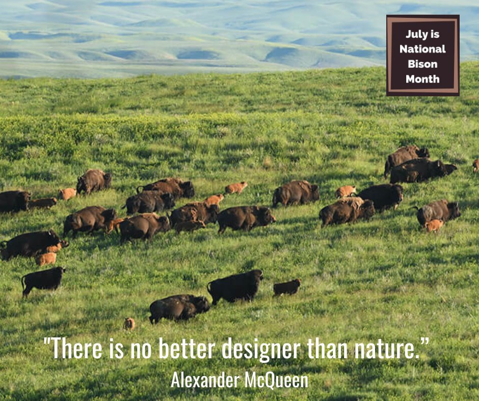 At Team Turner, every month is #bisonmonth. Our herd of 45,000 is a composite of all available genetics in North America. New research on the long-term benefits of reintroducing bison shows their presence makes the land more biodiverse and resilient to drought. #saveeverything