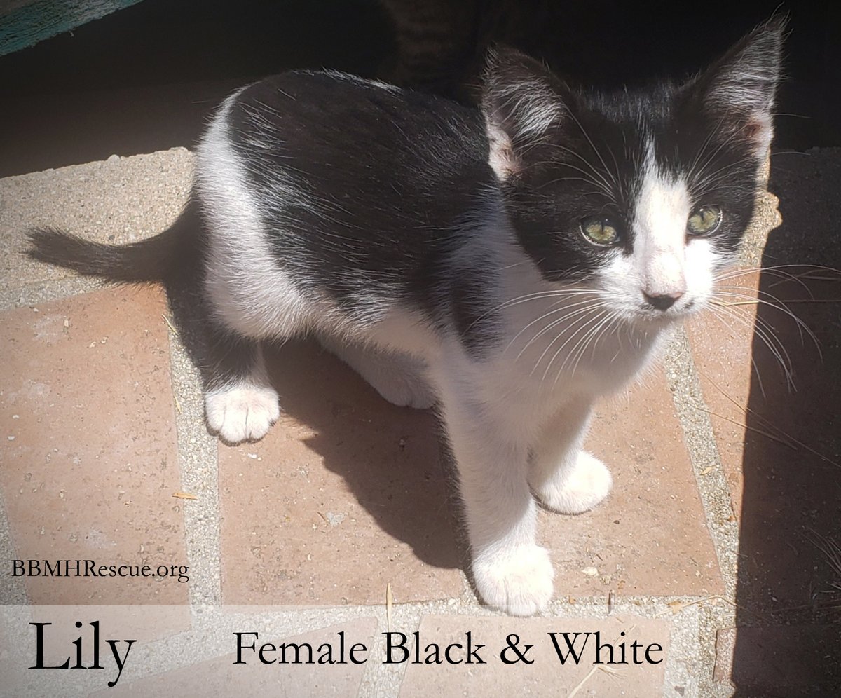 BBMHRescue's tweet photo. Wildomar Kittens coming soon for adoption in Temecula.
#kitten #kittens #catrescue #temecula #murrieta #wildomar #cat #cats #CatsofTwittter #adoptdontshop 
https://t.co/PubxnRE55d https://t.co/dDcPYUAvSz