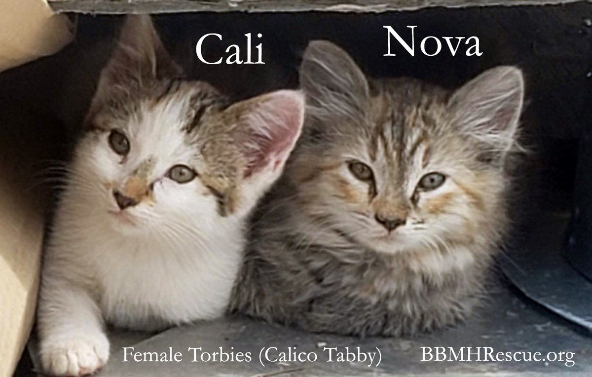 BBMHRescue's tweet photo. Wildomar Kittens coming soon for adoption in Temecula.
#kitten #kittens #catrescue #temecula #murrieta #wildomar #cat #cats #CatsofTwittter #adoptdontshop 
https://t.co/PubxnRE55d https://t.co/dDcPYUAvSz