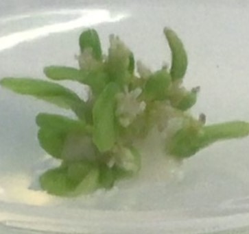 Brilliant aseptic technique from our Year 12 CTEC Applied Scientists - cloning of a cauliflower. Great results following the <a href="/SAPS_News/">SAPS</a> method